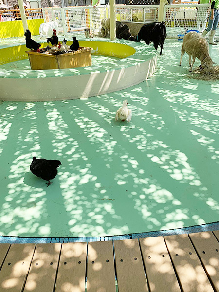 ふれあいコーナーの動物たち／江戸川区自然動物園（東京都/江戸川区）