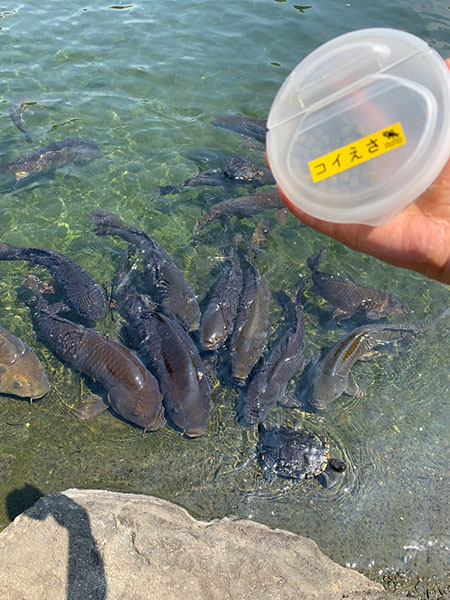 行船公園の池でコイにエサやり／江戸川区自然動物園（東京都/江戸川区）