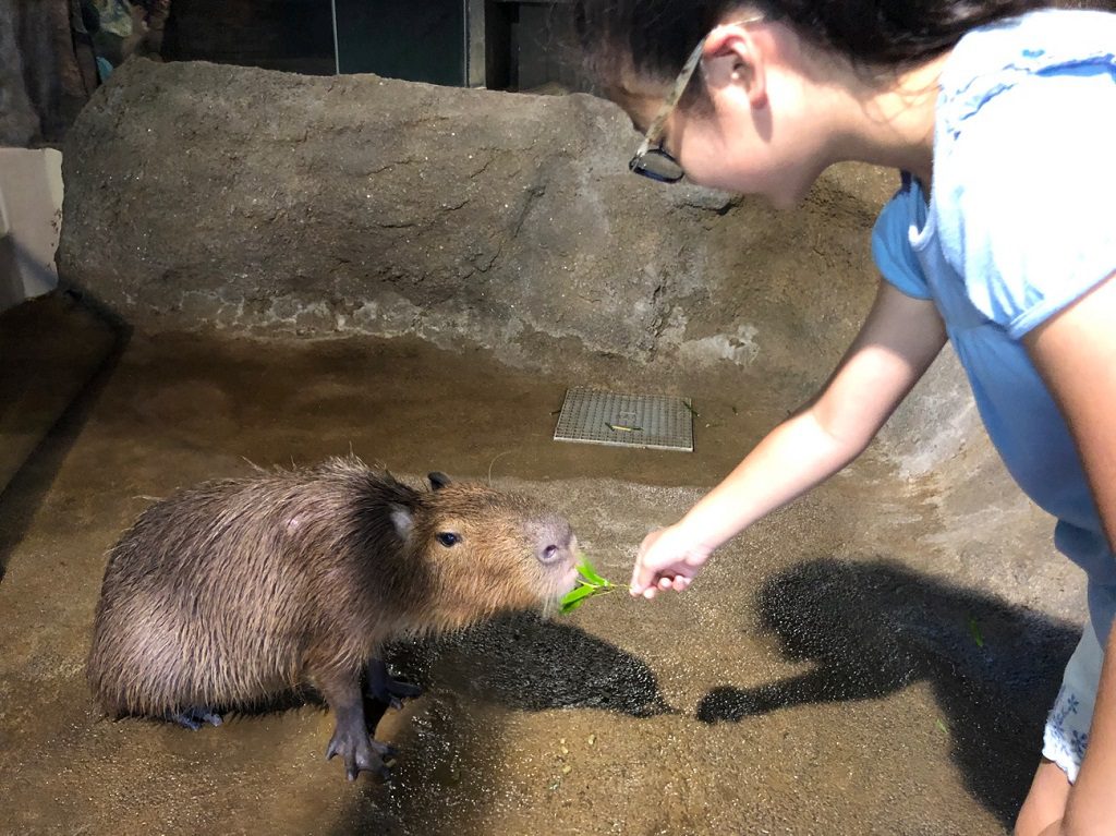 【東京で遊ぶ】小学5年生が徹底取材！東京おすすめスポット31～動物園・水族館編～