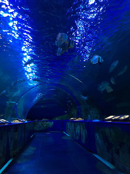 トンネル型大型水槽／しながわ水族館（東京都/港区）