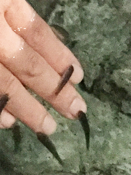 ふれあい水槽でガラ・ルファが手に寄ってくる様子／しながわ水族館（東京都/港区）