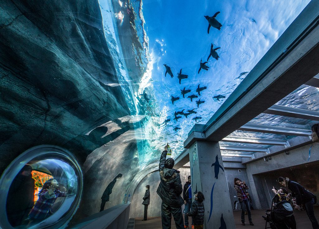 「森きらら」ペンギン館の天井水槽／九十九島パールシーリゾート（長崎県佐世保市）