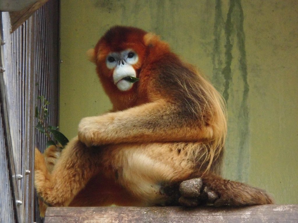金色の毛並みのサル「キンシコウ」／熊本市動植物園