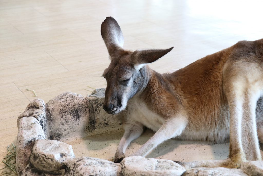 「ジャングルゾーン」のカンガルー/天保山アニパ(大阪府/大阪市)