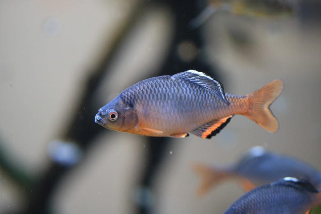 100種以上の水生生物を展示/相模川ふれあい科学館(神奈川県/相模原市)