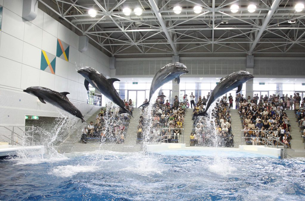 観客も参加できるイベント「いるかの時間」／いおワールド　かごしま水族館（鹿児島県／鹿児島市）