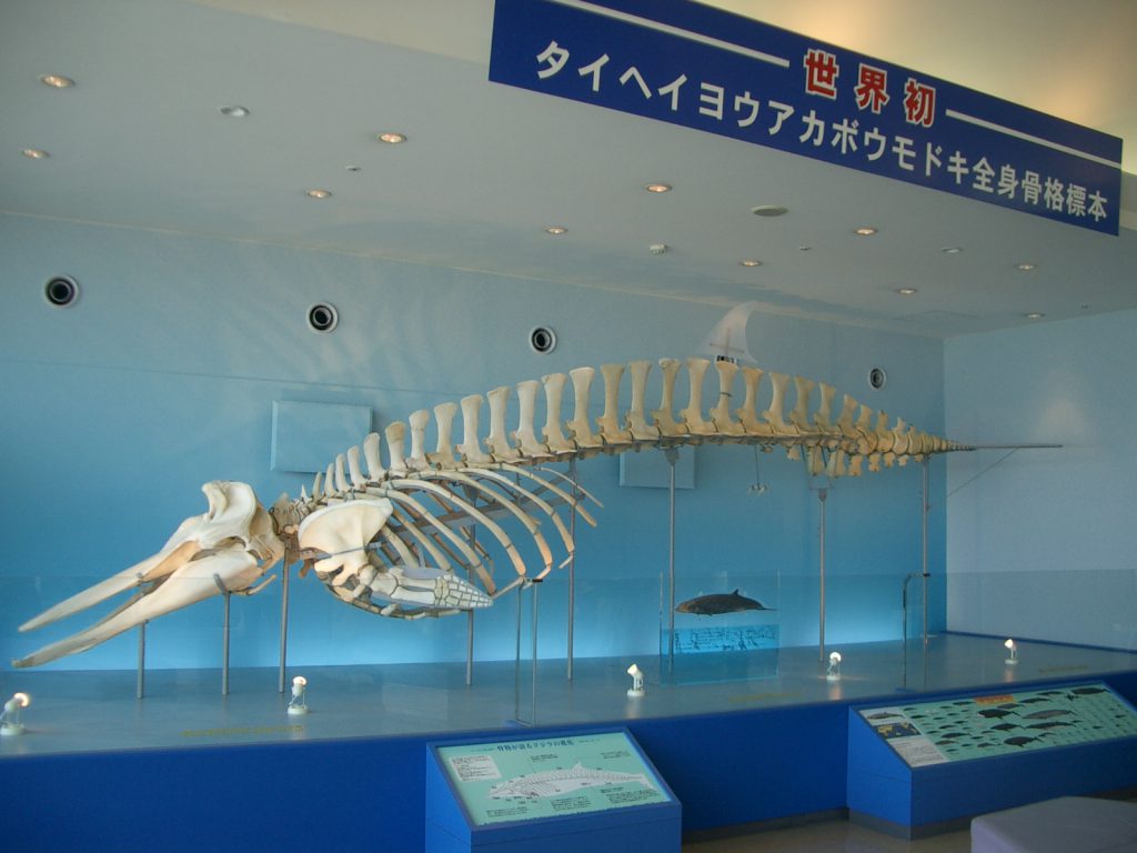 5階の展望ホールに展示されているクジラ「タイヘイヨウアカボウモドキ」／いおワールド　かごしま水族館（鹿児島県／鹿児島市）