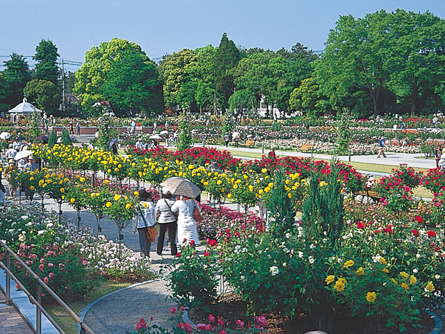 バラ園／敷島公園（群馬県／前橋市）