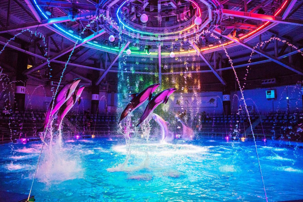 ドルフィンパフォーマンス ナイトバージョン/マクセル アクアパーク品川(東京都/港区)