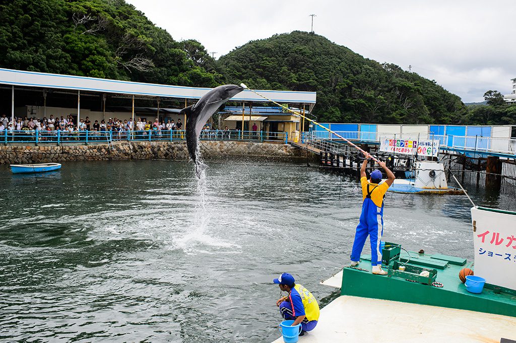 イルカのショー／鳥羽湾めぐりとイルカ島（三重県／鳥羽市）