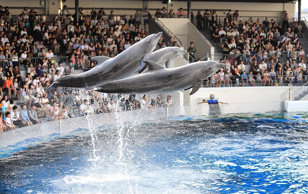 イルカのパフォーマンス／京都水族館（京都府／京都市）