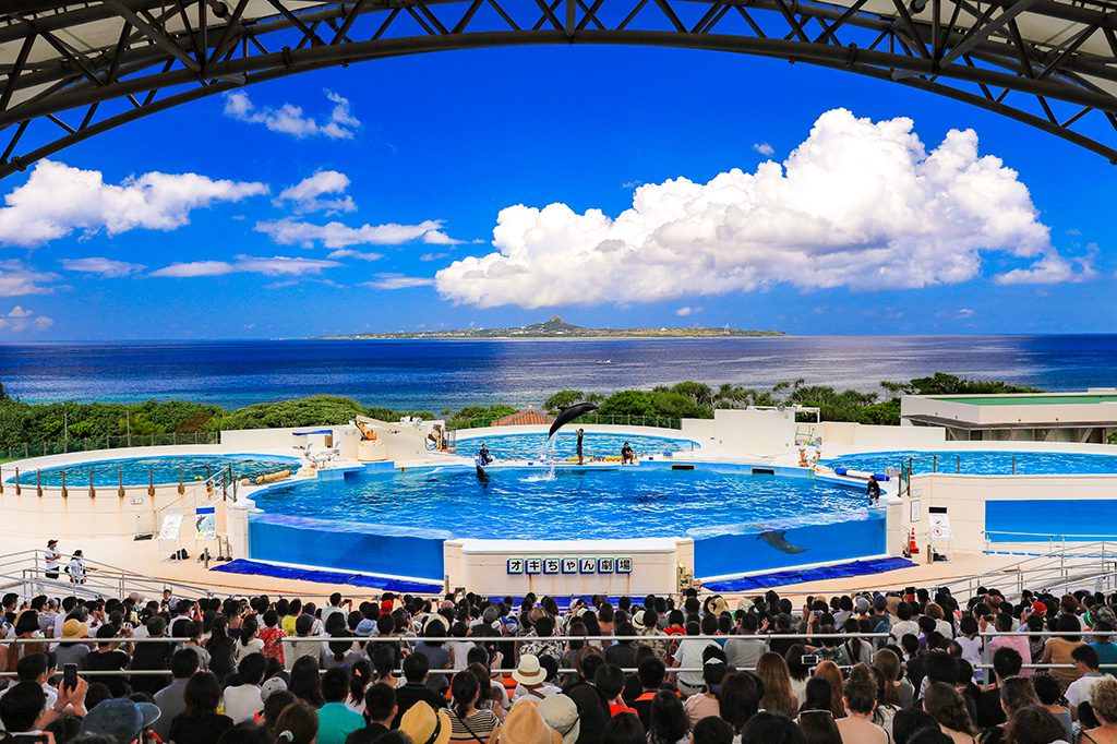 イルカショー／国営沖縄記念公園（海洋博公園）（沖縄県／本部町）