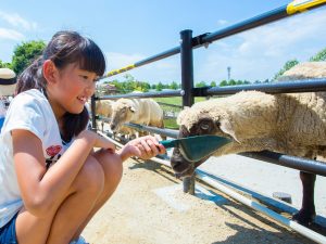 ハーベストの丘の楽しみ方を紹介！動物とのふれ合いや体験教室