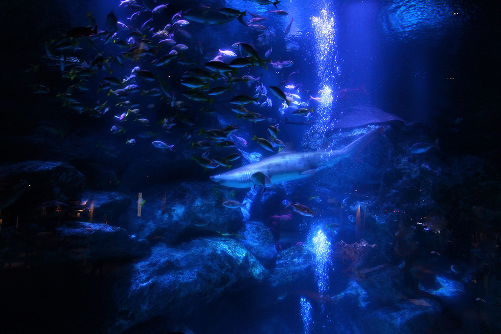 すみだ水族館の魅力を紹介！ペンギンやクラゲ、金魚に癒やされる