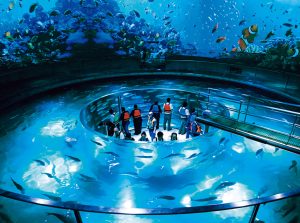 城崎マリンワールドは水族館の枠に収まらないライブ感が魅力！