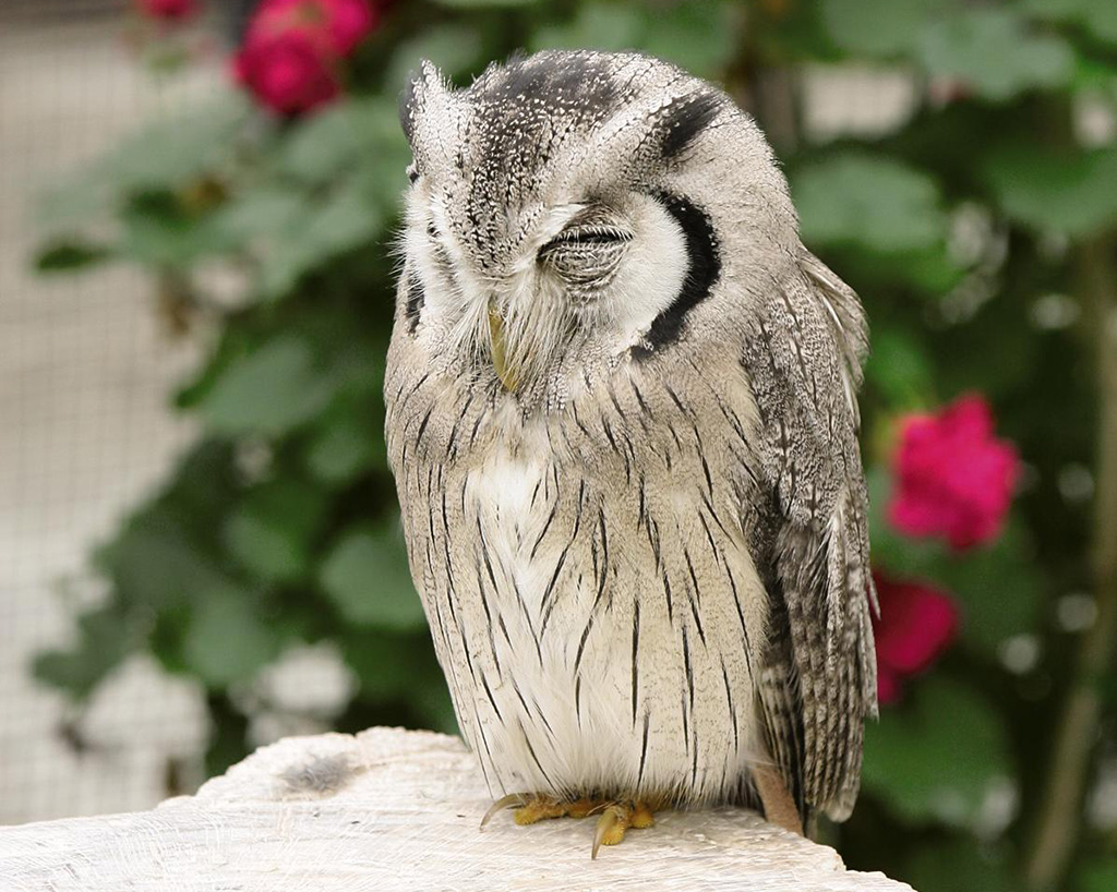 掛川花鳥園で花と鳥とのふれ合いを体験！その魅力を紹介