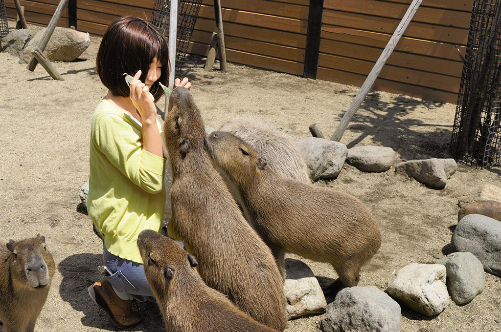 那須どうぶつ王国には自然の中で約600頭の動物たちが暮らす