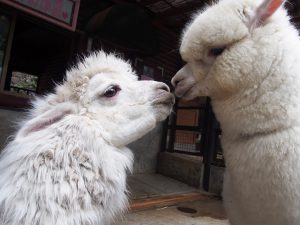 【最新版】全国のアルパカとふれあえる牧場・動物園・パーク26選♪もこふわアイドルにエサやりも