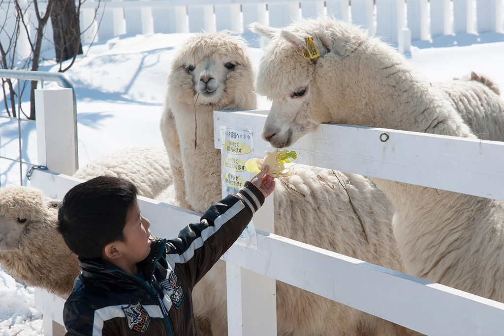 エサを食べるアルパカ/展望花畑 四季彩の丘(北海道/美瑛町)