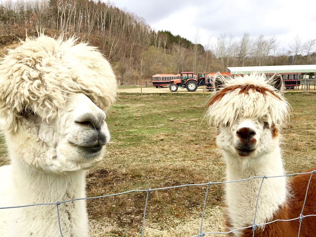 髪型がなかなかカッコいいアルパカ2頭/えこりん村(北海道/恵庭市)