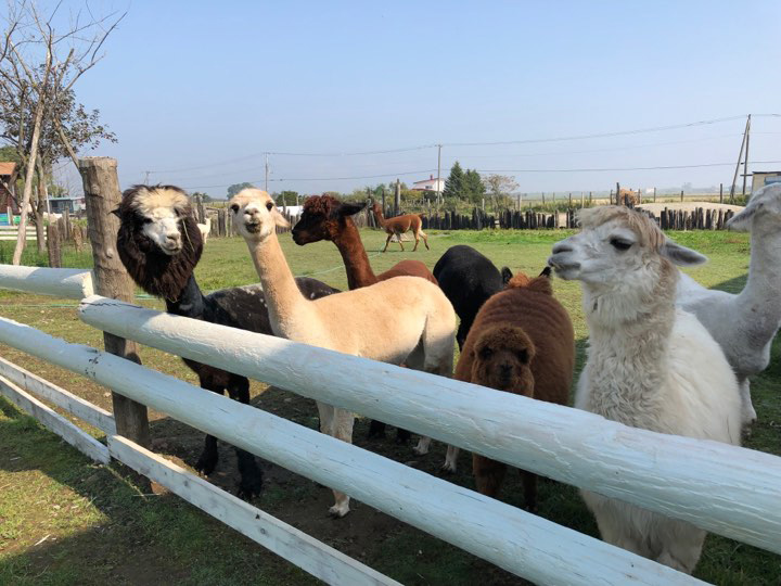 茶色やクリーム色のアルパカもいる/アースドリーム角山農場(北海道/江別市)