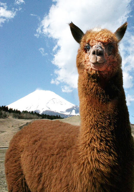 富士山をバックに茶色のアルパカ/富士山こどもの国(静岡県/富士市)