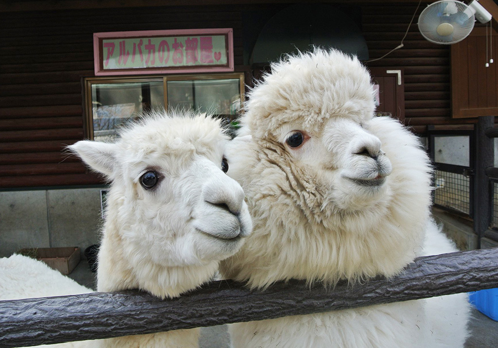 柵越しにキュートな2頭のアルパカ/長野市茶臼山動物園(長野県/長野市)