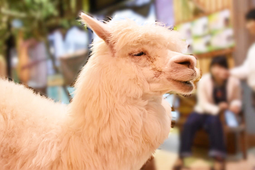 白くて美しい毛並みのアルパカ/ふれあい動物園 天保山アニパ(大阪府/大阪市)