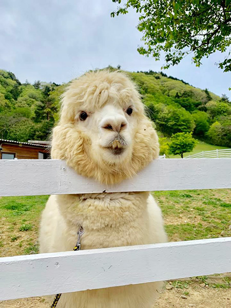 柵越しの白いアルパカ/神崎農村公園 ヨーデルの森(兵庫県/神河町)