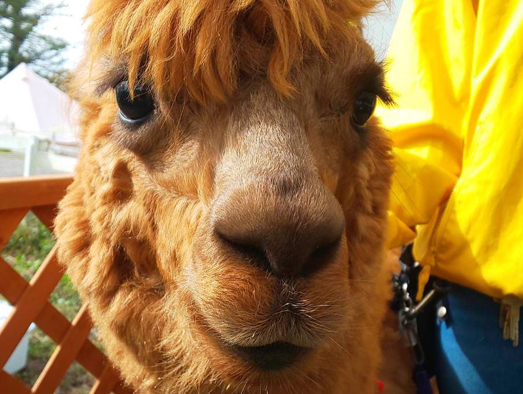 那須どうぶつ王国から来たあられくん/大山トム・ソーヤ牧場(鳥取県/米子市)