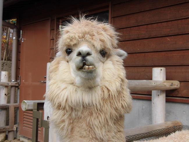 白いアルパカ/ときわ動物園(山口県/宇部市)