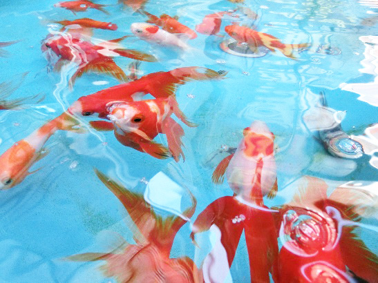 金魚坂の金魚たち/金魚坂(東京都/文京区)