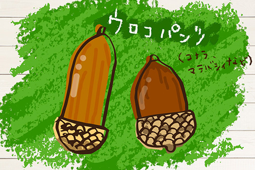 コナラ、マテバシィなどのイラスト/木場公園(東京都/江東区)