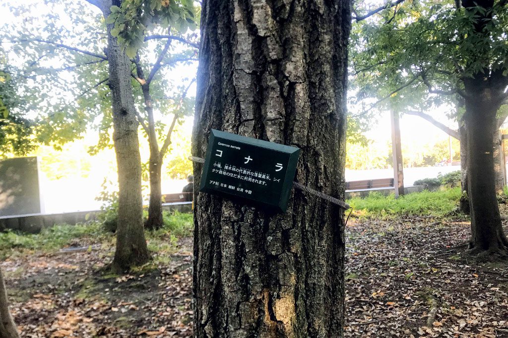 どんぐりがなるコナラの木/木場公園(東京都/江東区)