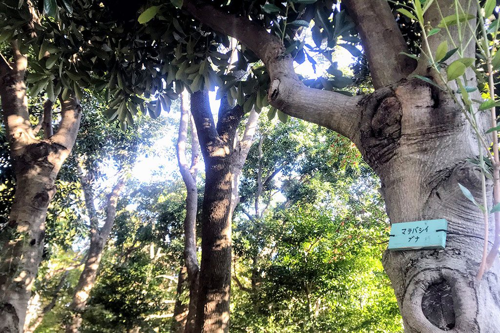 どんぐりがなる大きなマテバシイの木/木場公園(東京都/江東区)