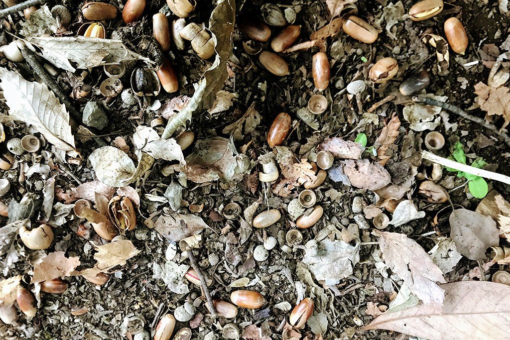 マテバシイの木の下にどんぐりが沢山/木場公園(東京都/江東区)