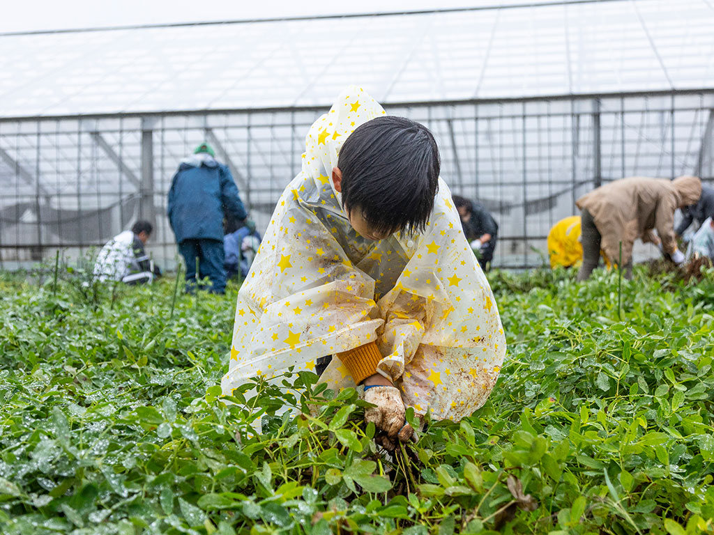 引き抜くだけの簡単収穫体験(東京都/江戸川区)