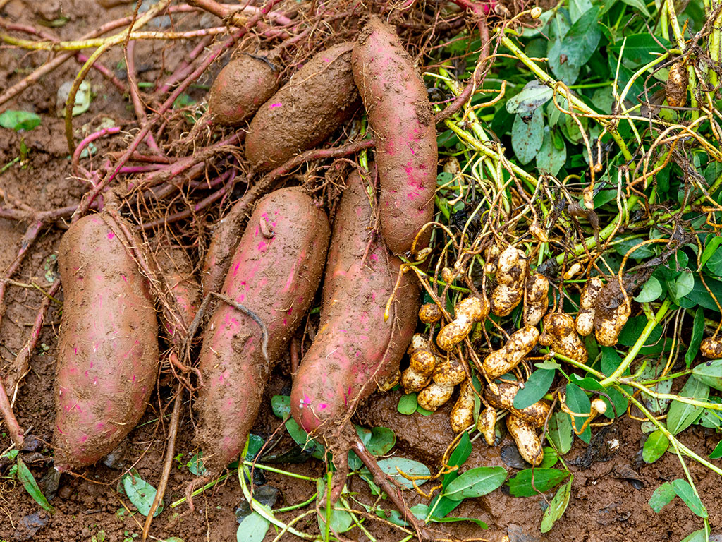サツマイモと落花生(東京都/江戸川区)