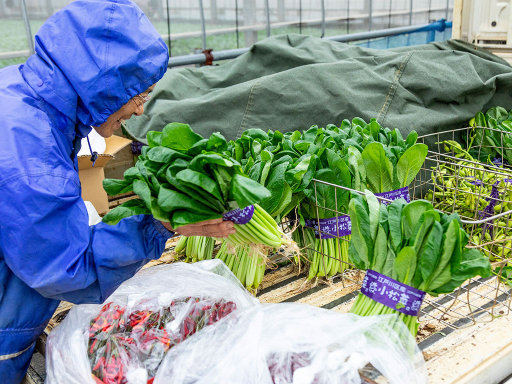 江戸川区特産「小松菜」