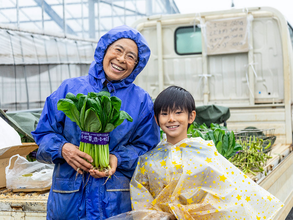 江戸川区特産「小松菜」収穫体験(東京都/江戸川区)