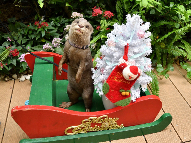 クリスマスの小物で遊ぶコツメカワウソ／サンシャイン水族館（東京都／豊島区）