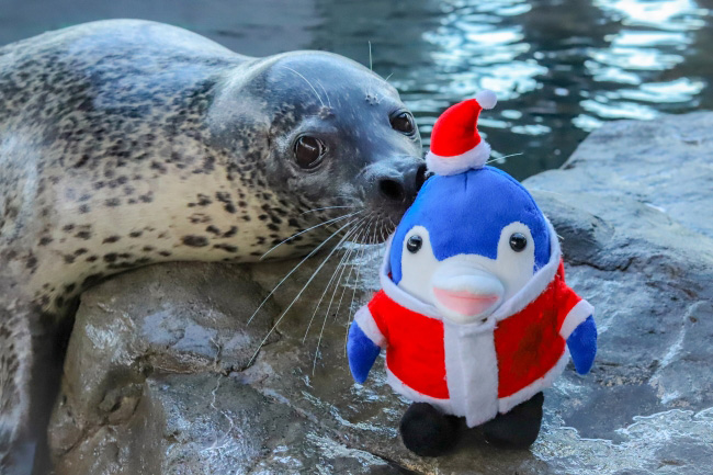 クリスマスバージョンのアザラシショー／しながわ水族館（東京都／品川区）