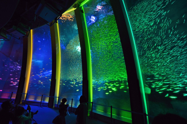 クリスマスバージョンの「スーパーイワシイリュージョン」／横浜・八景島シーパラダイス（神奈川県／横浜市金沢区）