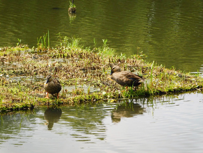 都立石神井公園の池のカモ（東京都/練馬区）
