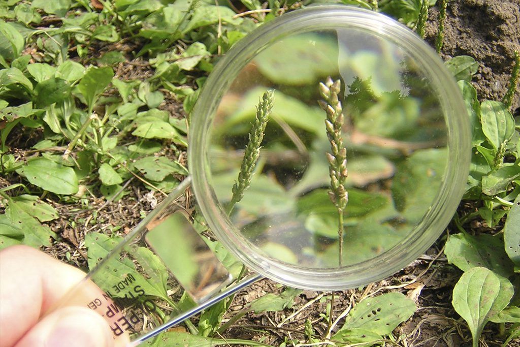 虫メガネでのぞくミクロハイク