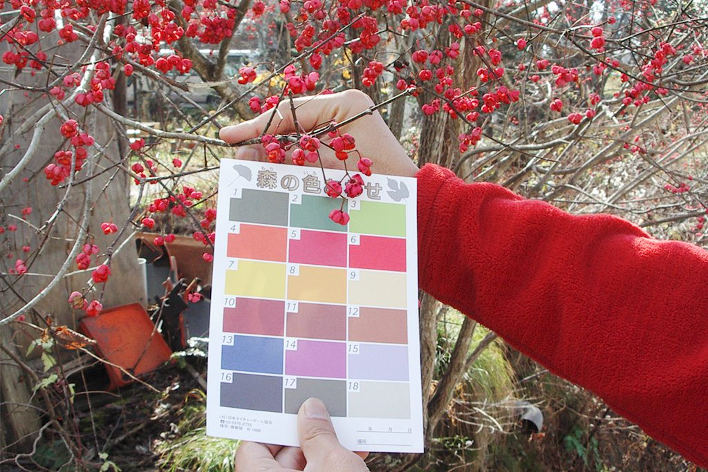 色カードを使用して植物の色と比べている様子