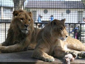 群馬県の無料スポット・遊び場5選！動物園や牧場、工場見学、展望スポットなど