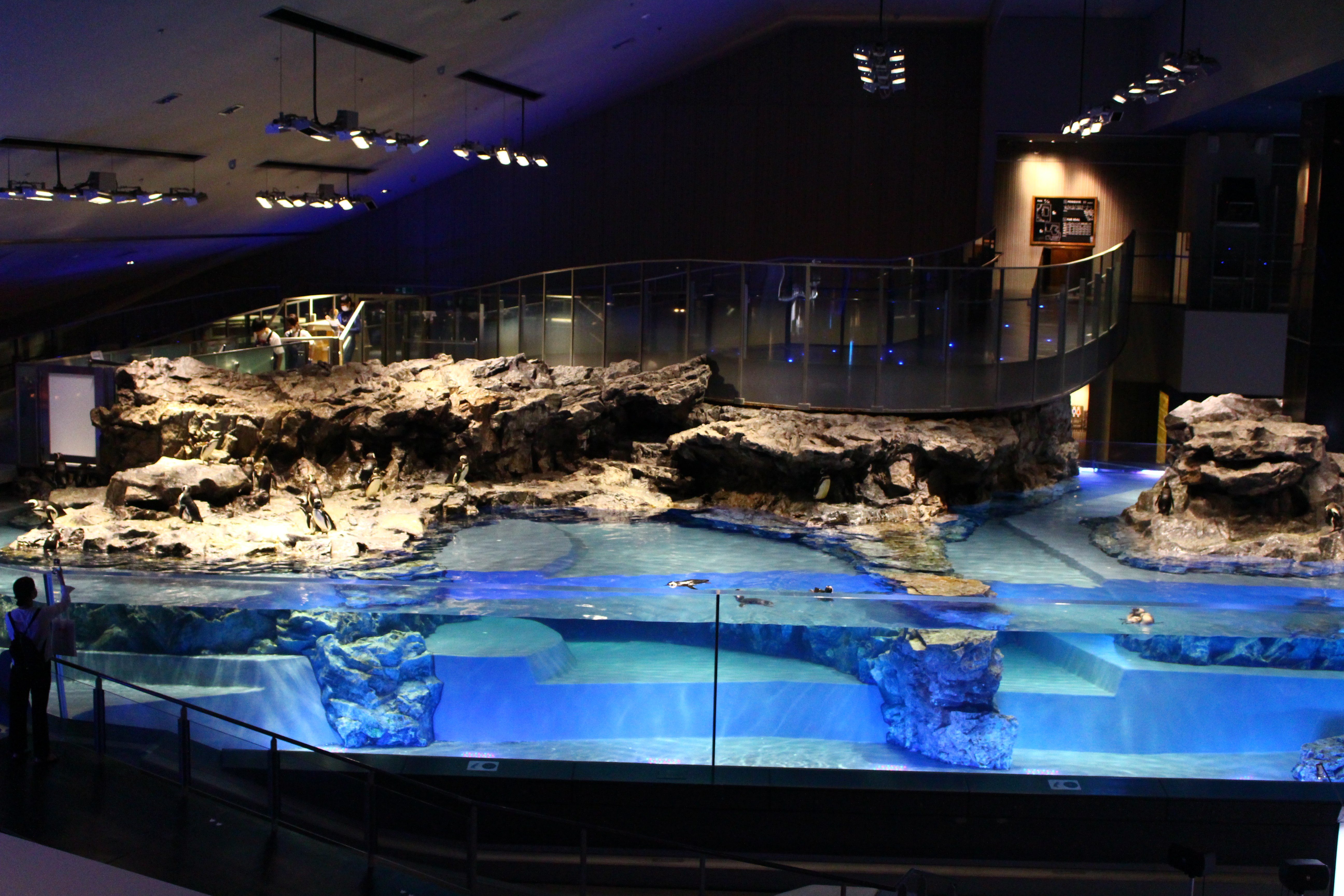 プール型水槽/すみだ水族館(東京都/墨田区)