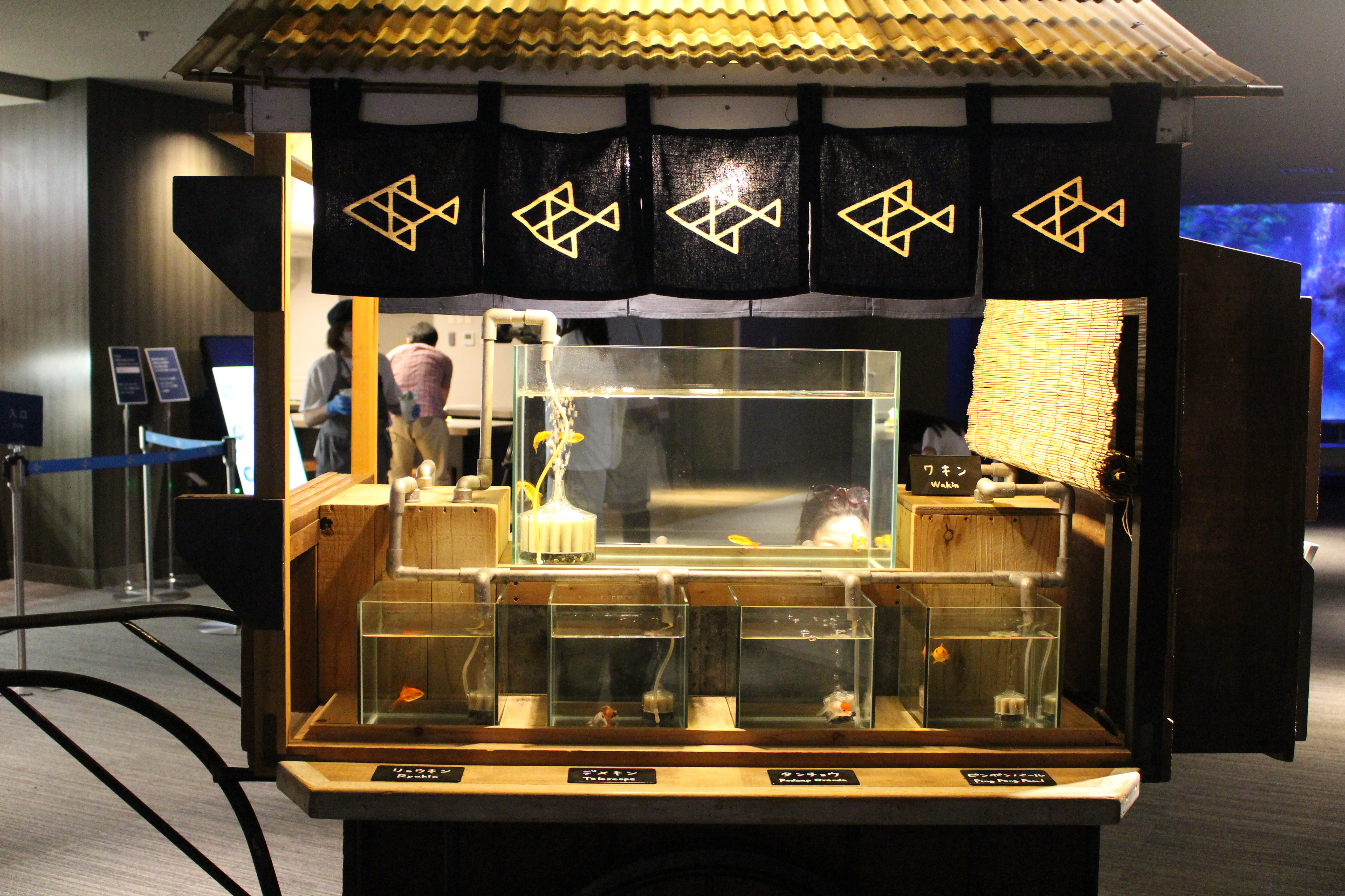 日本最大級の金魚展示エリアの江戸リウム/すみだ水族館(東京都/墨田区)