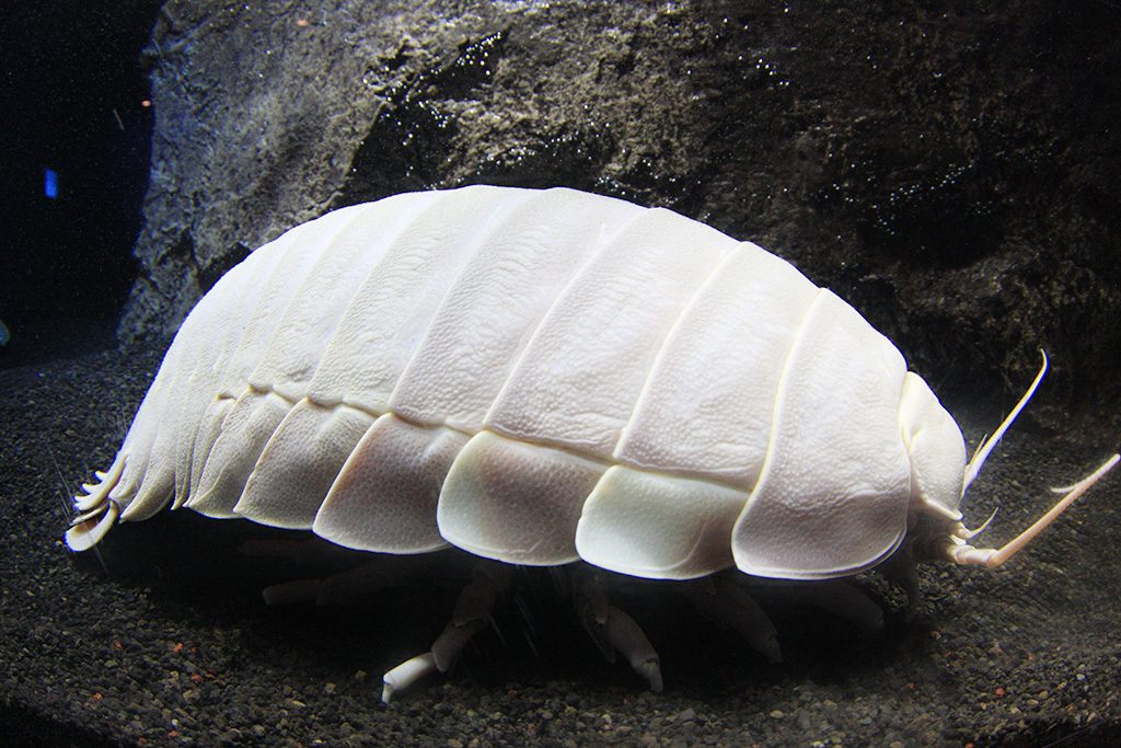ダイオウグソクムシ/沼津港深海水族館(静岡県）